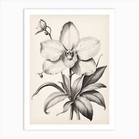 Vintage Orchid Art Print