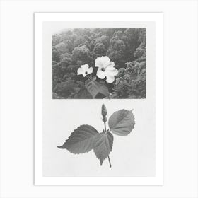 Hibiscus Flower Photo Collage 4 Art Print