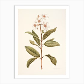 Cinnamon Vintage Botanical Herbs 3 Art Print