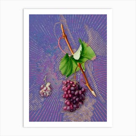 Vintage Grape Barbarossa Botanical Illustration on Veri Peri Art Print