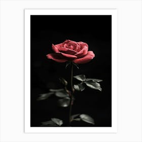 Single Rose On Black Background 2 Art Print