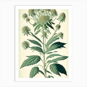 Boneset Herb Vintage Botanical Art Print