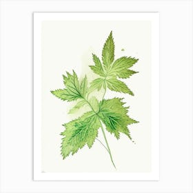 Nettle Herb Minimalist Watercolour Art Print