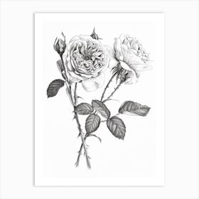 Roses Sketch 56 Art Print