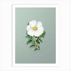 Vintage Mexican Poppy Flower Branch Botanical Art on Mint Green n.0616 Art Print