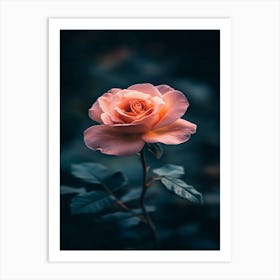 Pink Rose 31 Art Print