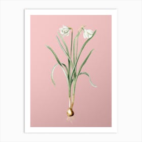 Vintage Narcissus Candidissimus Botanical on Soft Pink n.0059 Art Print