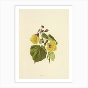 Yellow Nasturtium Art Print