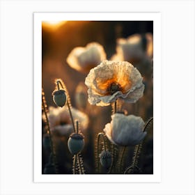 Wild Poppy No 1 Art Print