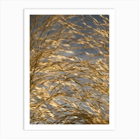 Golden pampas grass, macro Art Print