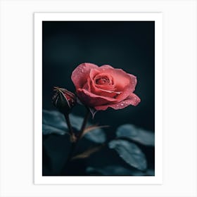 Dark Rose 75 Art Print