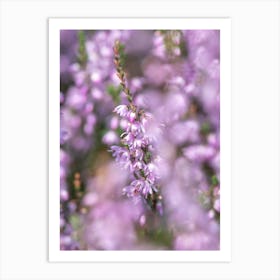 Pastel purple heather flowers - floral summer nature and travel photography by Christa Stroo photography. Art Print