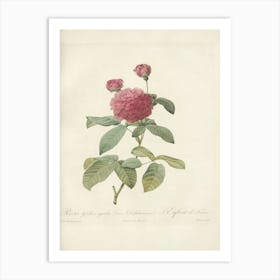 Rose Illustration, Pierre Joseph Redoute(99) Art Print