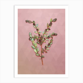 Vintage Creeping Willow Botanical Art on Crystal Rose n.0325 Art Print