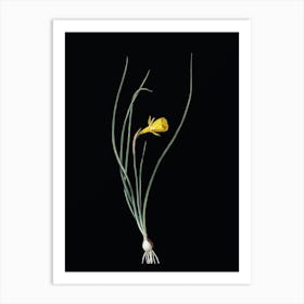 Vintage Daffodil Botanical Illustration on Solid Black Art Print