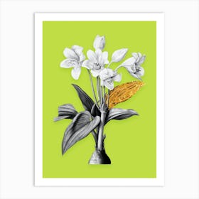 Vintage Crinum Giganteum Black and White Gold Leaf Floral Art on Chartreuse n.0136 Art Print