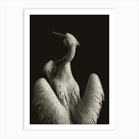 Couple Of Pelicans Art Print