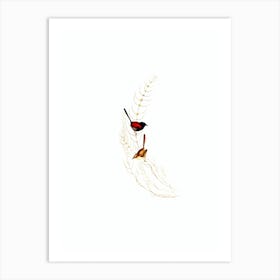 Vintage Brown’s Wren Bird Illustration on Pure White Art Print