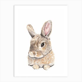 Wild Rabbit Art Print