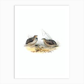 Vintage Stubble Quail Bird Illustration on Pure White Art Print