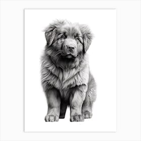Newfoundland Dog, Line Drawing 2 Art Print