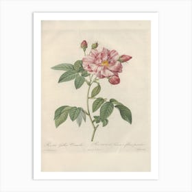 Rose Illustration, Pierre Joseph Redoute (21) Art Print