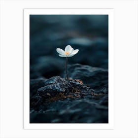 Icelandic Flower Art Print