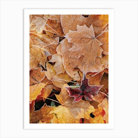 Frosty Autumn Leaf Art Print