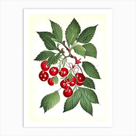 Wild Cherry Bark Herb Vintage Botanical Art Print