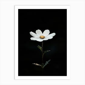 Single White Daisy 2 Art Print