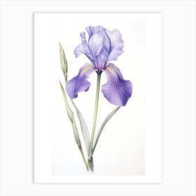 Irises Flower Vintage Botanical 3 Art Print