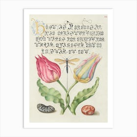 Gesner S Tulip, Ichneumon Fly, Kidney Bean, And Scarlet Runner Bean From Mira Calligraphiae Monumenta, Joris Hoefnagel Art Print