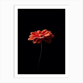 Single Red Flower On Black Background 1 Art Print