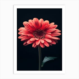 Red Gerbera Flower Art Print