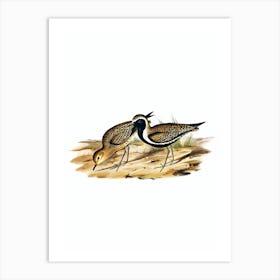 Vintage Australian Golden Plover Bird Illustration on Pure White n.0001 Art Print