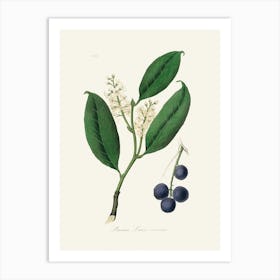 Vintage Botanical John Stephenson and James Morss Churchill Art Print_2731656 Art Print