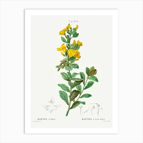 Rafnia Triflora, Pierre Joseph Redoute Art Print