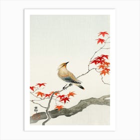 Japanese Plague Bird On Maple (1900 1936), Ohara Koson Art Print