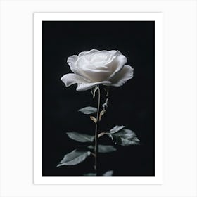 White Rose 2 Art Print