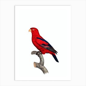 Vintage Red Lory Bird Illustration on Pure White Art Print