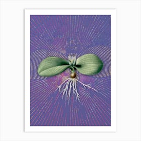 Vintage Massonia Pustulata Botanical Illustration on Veri Peri Art Print