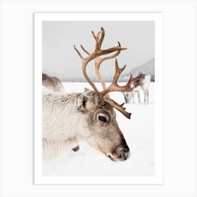 Reindeer In Norway Art Print