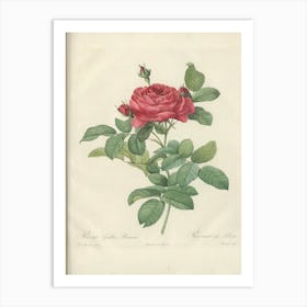 Rose Illustration, Pierre Joseph Redoute (12) Art Print