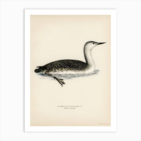 Red Thoated Loon, The Von Wright Brothers Art Print