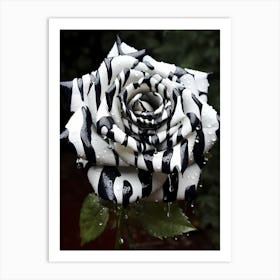 Zebra Rose Art Print