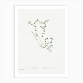 Sedum Dasyphyllum, Pierre Joseph Redoute Art Print