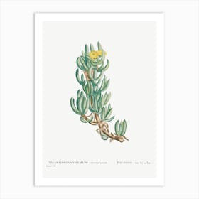 Mesembryanthemum Veruculatum, Pierre Joseph Redoute Art Print