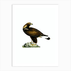 Vintage Golden Eagle Bird Illustration on Pure White n.0099 Art Print