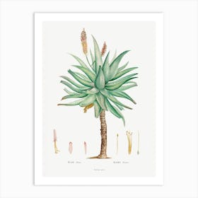 Aloe Ferox Image From Histoire Des Plantes Grasses, Pierre Joseph Redouté Art Print