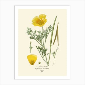 California Poppy Art Print